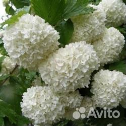 Бульденеж (разновидность калины)