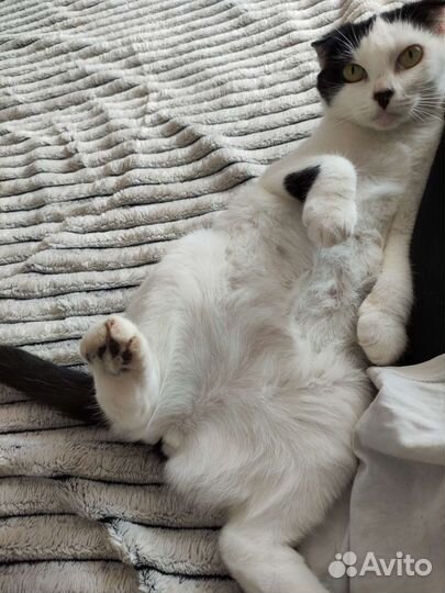 Кошка в добрые руки