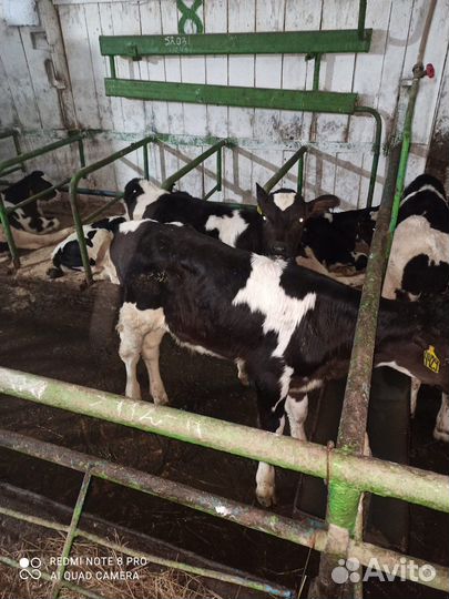 Телята бычки