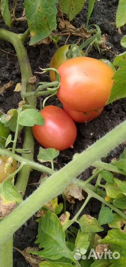 Помидор