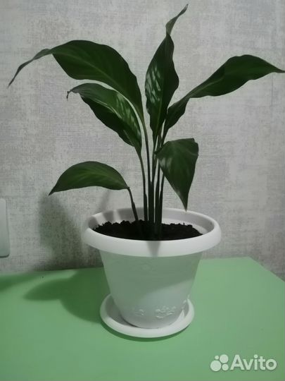 Спатифиллум