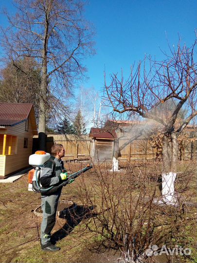 Спил деревьев