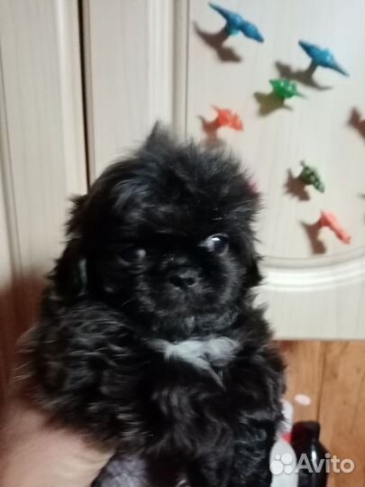 Щенки пекинеса