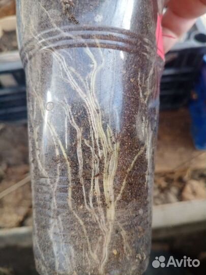 Сортовой картофель 'Сынок