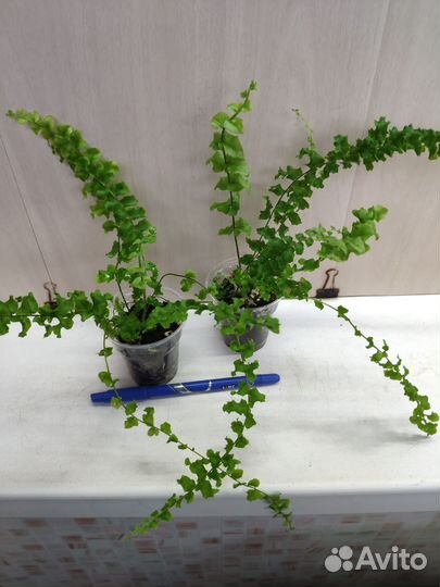 Укорененные растения 7