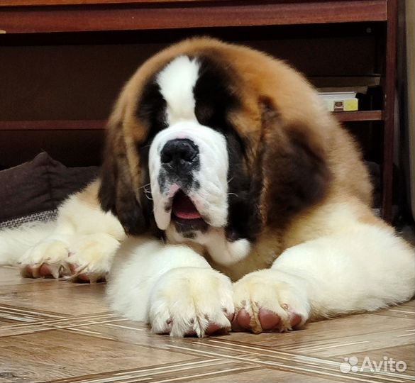 Щенки сенбернара