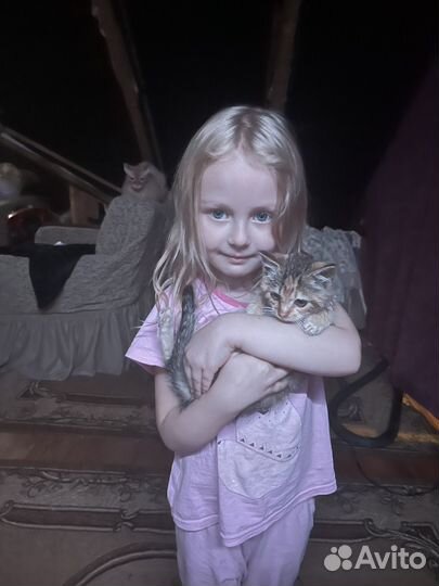 Котенок девочка бесплатно