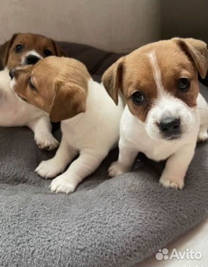 Джек рассел терьер