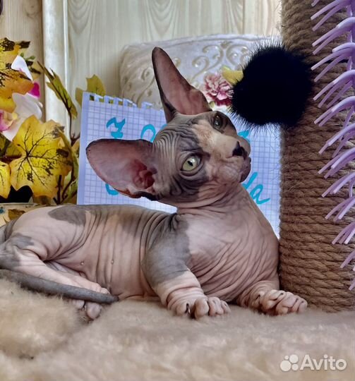 Бамбино. мальчик