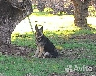 Собака в дар