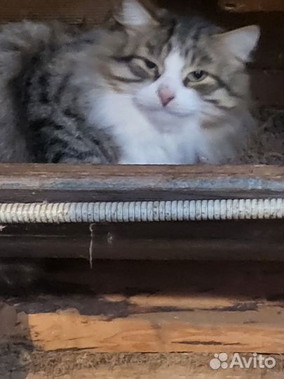Сибирские котята