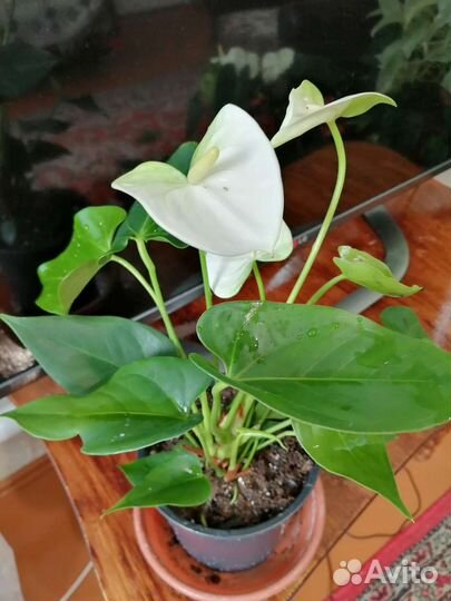 Антуриумы цветущие разных сортов