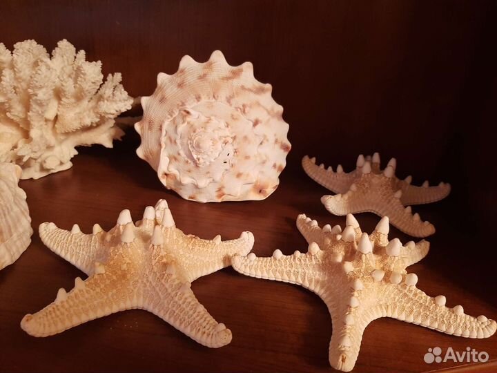 Морские ракушки раковины