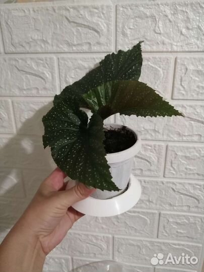 Бегония пятнистая