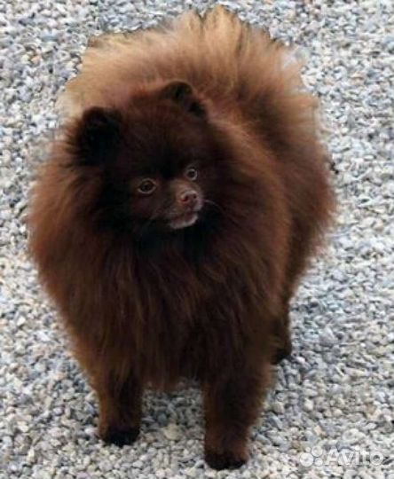 Малый немецкий шпиц