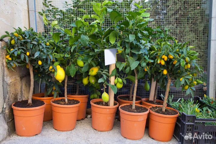 Цитрусовые плодоносящие растения