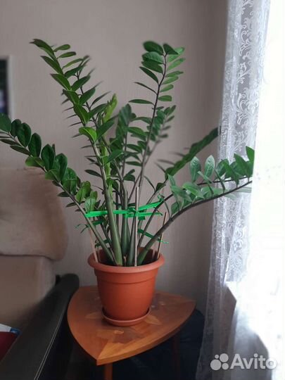 Замиокулькас