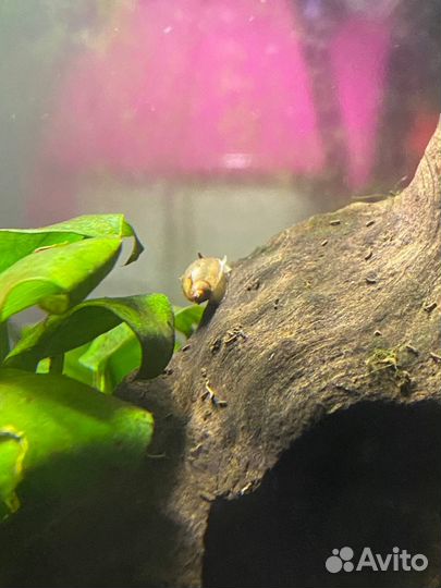 Улитки аквариумные