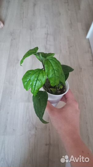 Укорененные черенки Клеродендрум Томпсона