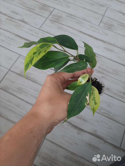 Фикус лирата и кинки,педилантус, аглаонема