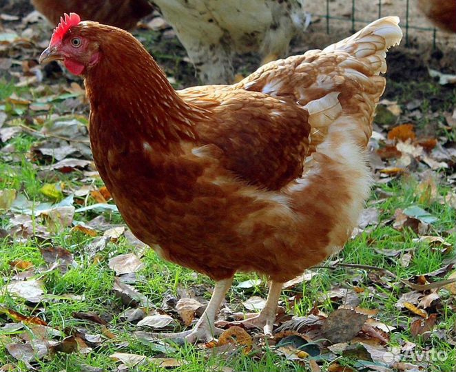 Куры несушки с агрофермы