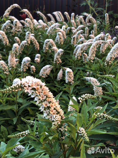 Вербейник клетровидный