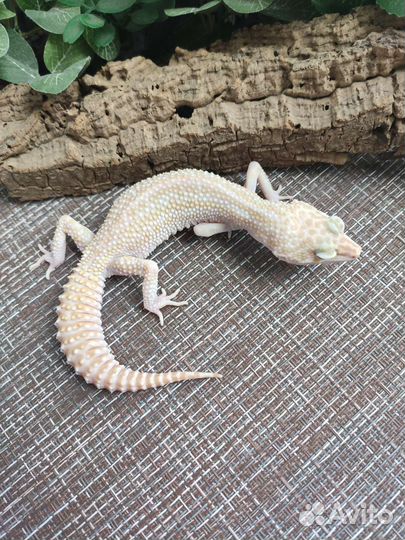 Рептилия, эублефар, ящерица, геккон