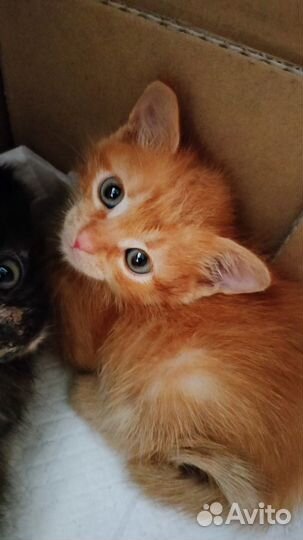 Славные котята в добрые руки