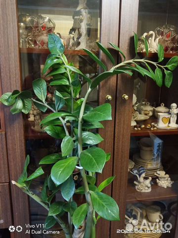 Долларовое дерево