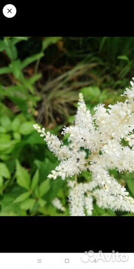 Астильба, ирисы, люпины, лилейник и др многолетник