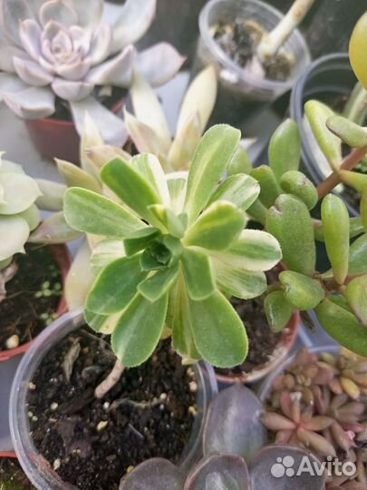 Суккуленты