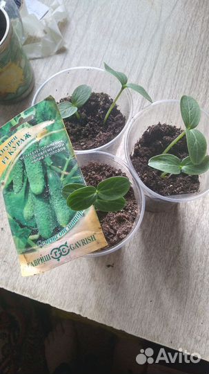 Рассада огурцов