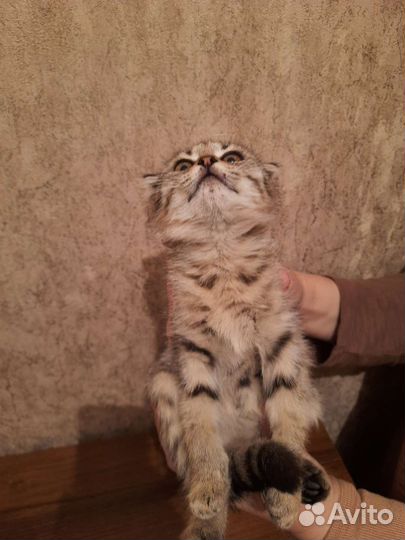Шотландский котенок