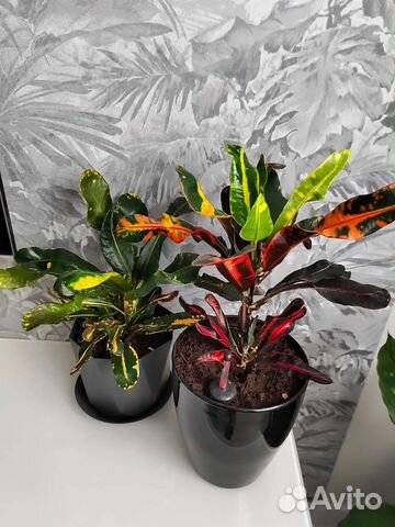 Кротон / кротоны