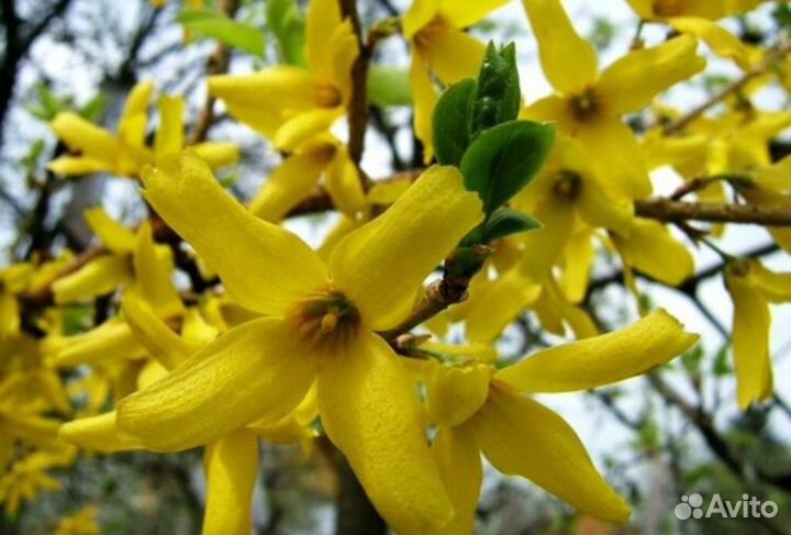 Форзиция декоративный кустарник