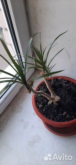 Пальма драцена