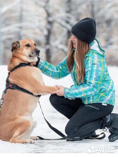 Собака в добрые руки