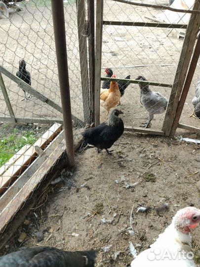 Петухи маран серебро