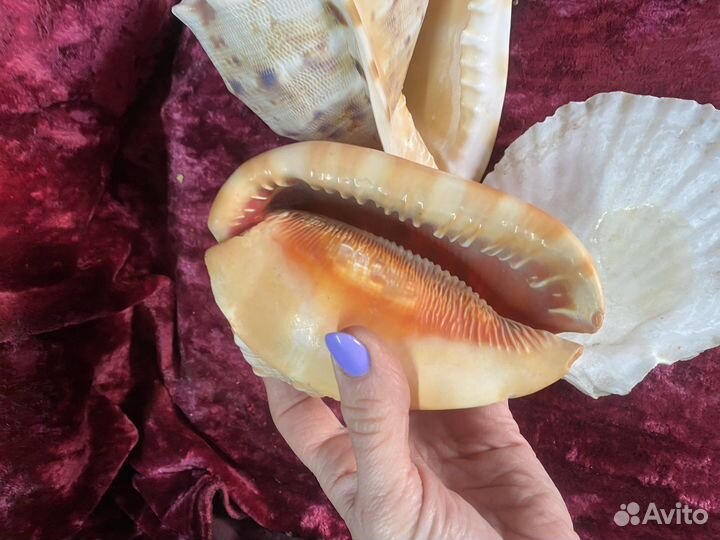 Ракушки для оформления аквариума