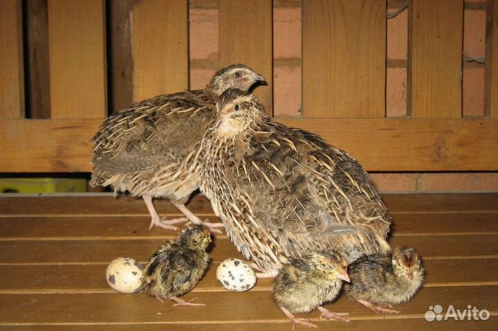 Перепела разных пород