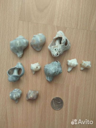 Ракушки и камни с отверстиями дырками поделки