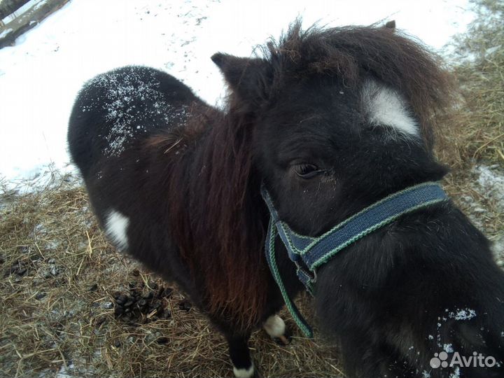 Продам пони Лаура