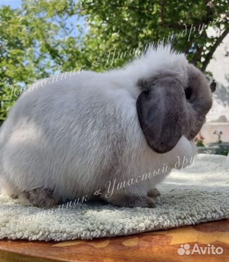 Кролик карликовый