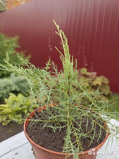 Гребенщик ветвистый (Tamarix ramosissima)