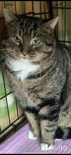 В добрые руки