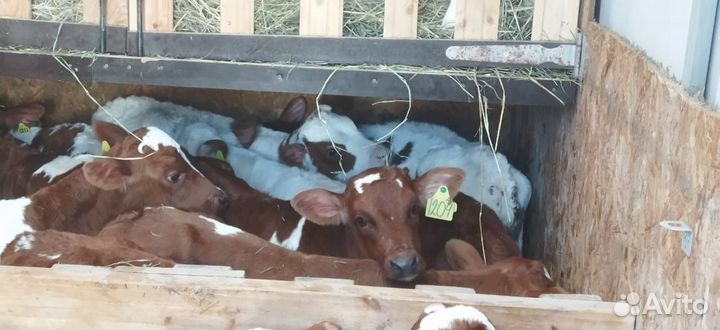 Телята с доставкой до двора за наш счёт