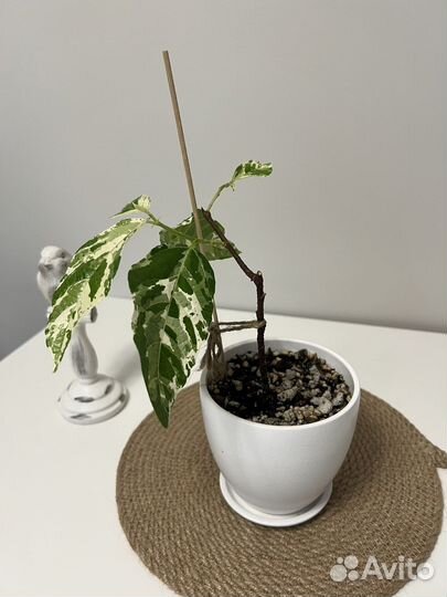 Фикус Эректа