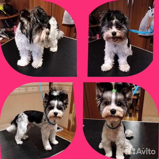 Груминг собак, Экспресс линька, Триминг