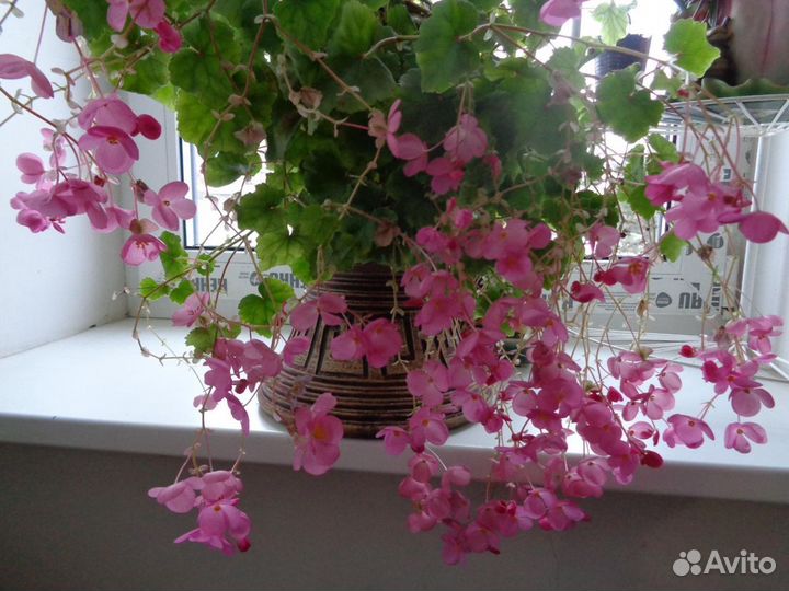 Бегония Глуар де Лоррен, русселия, клеродендрумы