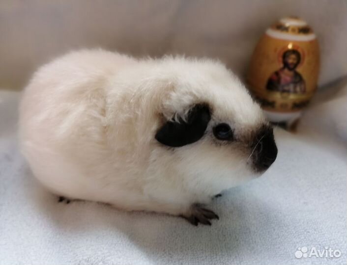 Морские свинки малыши Калифорния